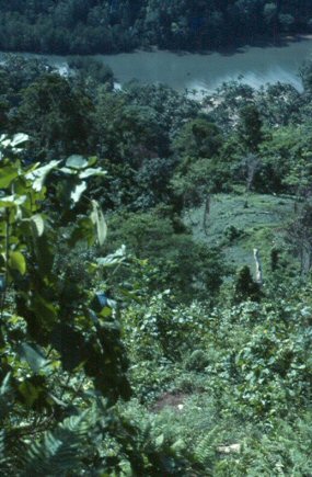 Jungle path leading to the Kwaio