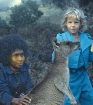 Feeding kangaroos