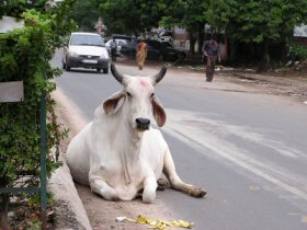 A cow reposes in the road in India