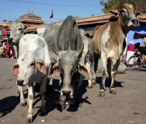 Cows crossing the road in India